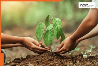 UP to become green state as 242 crore saplings planted in 9 years; key details inside