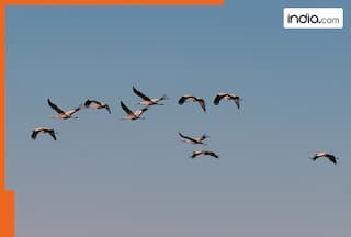UP govt plans new initiative 'Sarus Circuit' for birds, will be implemented in wetlands; key details inside