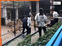 Sher Ka Video: पिंजरे में बंद शेर से मस्ती करना पड़ा भारी, ऐसा सबक सिखाया जिंदगी में नहीं भूलेगी ये लड़की | देखिए