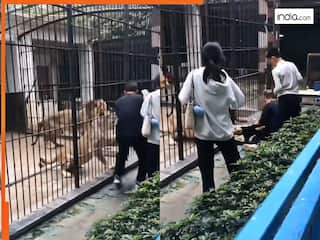 Sher Ka Video: पिंजरे में बंद शेर से मस्ती करना पड़ा भारी, ऐसा सबक सिखाया जिंदगी में नहीं भूलेगी ये लड़की | देखिए