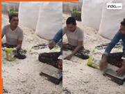 Viral Video Today: पोहे की पैकिंग का वीडियो हुआ वायरल, देख लिया तो आज ही छोड़ देंगे खाना | देखें वीडियो