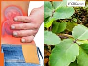 क्या वाकई पथरचट्टा के सेवन से खत्म हो जाती है पथरी?  पहले जान लें इस्तेमाल करने का सही तरीका