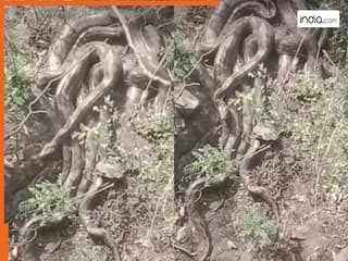 Sanp Ka Video: पहली नजर में लगा पेड़ की जड़ें हैं, मगर पत्थर फेंकते ही कांप उठा शख्स | देखें वीडियो