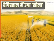 रेगिस्तान में 'हरित क्रांति', हो रही गेहूं की खेती, कहां हुआ चमत्कार?