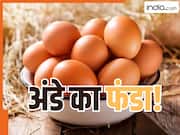 यहां अंडा है लोगों के लिए 'खजाना'! आखिर इस राज्य में इतने अंडे कहां से आते हैं? यहां होता है सबसे ज्यादा Egg प्रॉडक्शन
