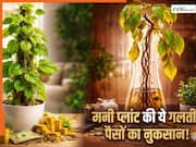 Money Plant Vastu: मनी प्लांट की बेल नीचे लटक रही हैं? समझ लो पैसों का बंटाधार है, वास्तु की ये 5 गलतियां राजा को भी बना देती हैं रंक