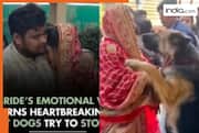 Pet dogs cry, stop bride from leaving: Viral video