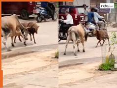 VIDEO: भेड़ ने टक्कर मारकर सांड तक को डरा दिया, फिर ऐसा दौड़ाया दोबारा दिखा ही नहीं