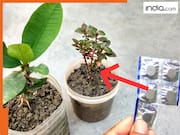 नहीं बढ़ रहा है पौधा? ऐसे डाल दें DISPRIN की गोली, दोगुनी स्पीड से बढ़ेगा, जानें सही मात्रा