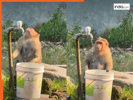 VIDEO: पानी पीने के बाद बंदर ने किया ऐसा काम जिसे इंसान भी ठीक से नहीं कर पाते, वायरल हुआ वीडियो