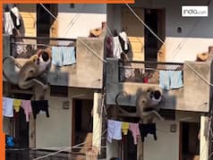 Bandar Ka Video: बच्चे के लिए देवदूत बनकर आया बंदर, बालकनी से गिर ही जाता मगर उसने बचा लिया | देखें वीडियो
