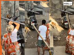 Bandar Ka Video: बंदर को भगाने पहुंचीं दादी, मगर खुद ही आफत में पड़ गईं बेचारी | देखें वीडियो