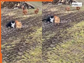 Fight Ka Video: मुर्गी को कमजोर समझकर झपट पड़ी बिल्ली, मगर जो हुआ यकीन ना करेंगे | Watch Video
