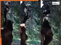 Animal Attack Video: जंगल में बंदे के पीछे ही पड़ गया भालू, पेड़ पर चढ़ा तो वहां भी आ धमका | हिला देगा ये वीडियो