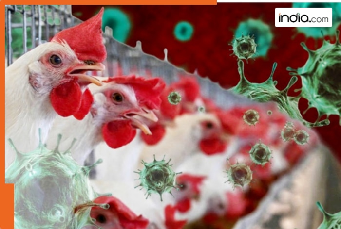 Bird Flu Outbreak? H5N1 virus detected near this city, thousands of birds culled, state health ministry says…, - Check precautions