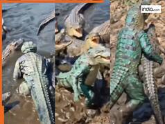 Magarmach Ka Video: मगरमच्छों के बीच पहुंच गया शख्स, फिर जो हुआ आंखें फटी रह जाएंगी | Watch Video