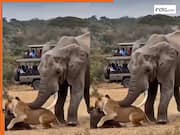 Hathi Ka Video: हाथी के एक ही वार से ढह गई शेरनी, चाहकर भी दोबारा उठ ना सकी बेचारी | देखें वीडियो