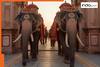 Anant Ambani's birthday: Jaipur's Hathi Gaon organises grand event to celebrate the day; here's how elephants were part of it | Watch viral video