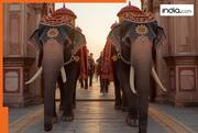 Anant Ambani's birthday: Jaipur's Hathi Gaon organises grand event to celebrate the day; here's how elephants were part of it | Watch viral video