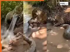 Jaguar Ka Video: पानी पीने आए जगुआर की अजगर ने दबोच ली गर्दन, फिर जो दिखा रूह कांप जाएगी | देखें वीडियो