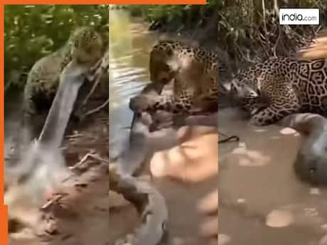 Jaguar Ka Video: पानी पीने आए जगुआर की अजगर ने दबोच ली गर्दन, फिर जो दिखा रूह कांप जाएगी | देखें वीडियो
