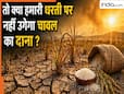 तो क्या हमारे बच्चों की थाली में नहीं रहेंगे चावल ? इस साल तक भारत से हो जाएंगे गायब ? वैज्ञानिकों की चेतावनी
