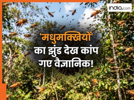 अचानक फटी धरती और बाहर आ गईं लाखों मधुमक्खियां! नजारा देख वैज्ञानिकों के उड़ गए होश