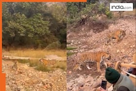 india.com top news