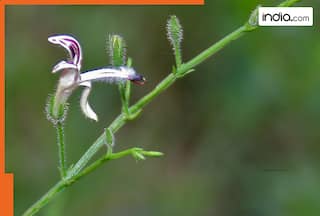 Kalmegh Herb Benefits: Why Ayurveda recommends this bitter plant for liver health and detox