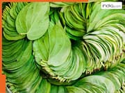 मिल गया URIC ACID का देसी इलाज! पान का पत्ता दिलाएगा राहत, बस जान लें सेवन का तरीका