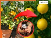 नींबू के पौधे में नहीं आ रहे हैं फल? जड़ में डाल दें ये 1 चीज, टहनियां नींबू से भर जाएंगी