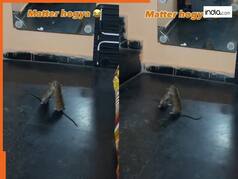Animal Fight Video: देखते ही एक दूसरे को पटक-पटककर मारने लगे चूहे, जिंदगी में नहीं देखी होगी ऐसी जंग | देखें वीडियो