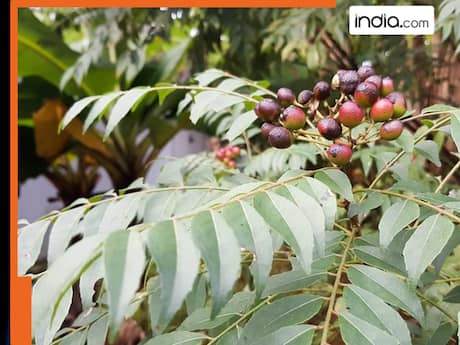 गर्मियों में रामबाण है मीठी तुलसी, सेहत से लेकर स्किन तक को मिलते हैं जबरदस्त लाभ, जानें सेवन का तरीका