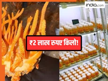 घर पर कैसे उगाएं 2 लाख रुपये किलो बिकने वाला कीड़ा जड़ी मशरूम? जानें Step By Step तरीका