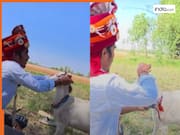 Viral Video: शादी में अड़चन पैदा करने लगे अपने ही लोग, तभी गुस्से में बकरी से शादी कर आया दूल्हा | देखिए वीडियो