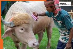 Bakra Eid 2026: Bangladesh's viral 'Donald Trump' buffalo ready for sacrifice; Iran takes a dig, says...