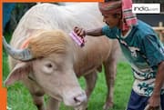 Bakra Eid 2026: Bangladesh's viral 'Donald Trump' buffalo ready for sacrifice; Iran takes a dig, says...