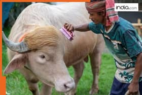 india.com top news