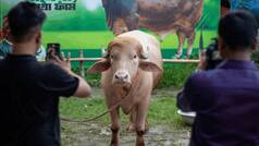 'Donald Trump' buffalo spared from Eid sacrifice in Bangladesh, shifts it to National Zoo