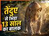 तेंदुए की गर्दन दबोच काबू में करने लगा 13 साल का बालक, देख बचाने गए गांव वाले के भी थरथराने लगे पांव
