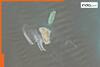 Did Iran spill oil into sea or is there leakage in pipeline near Kharg Island?