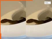 King Cobra Ka Video: टॉयलेट सीट से अचानक निकल आया किंग कोबरा, नजर पड़ते ही छूट गई कंपकंपी | देखें वीडियो