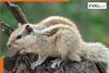 Panic on campus: Rampaging squirrel attacks 20 at Rajasthan University, triggers safety concerns | Viral