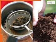 चाय बनाने के बाद बची हुई चायपत्ती को सिंक में डाल देते हैं? इन कामों में करें दोबारा इस्तेमाल