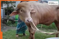 Iran mocks Donald Trump with viral Bangladesh buffalo video amid tensions