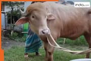 Iran mocks Donald Trump with viral Bangladesh buffalo video amid tensions