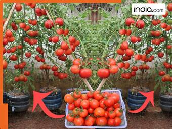 india.com top news