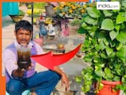 Money plant में डालो ये ₹2 की चीज, लंबाई रोक नहीं पाओगे, आजमाकर देखें