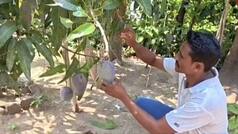 World’s costliest mango grown in Odisha now lands farmer in trouble. Here is why