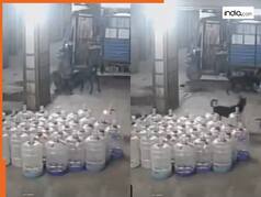 VIDEO: पार्किंग में बच्चे पर टूट पड़ा आवारा कुत्तों का झुंड, कैमरे में कैद हुआ रोंगटे खड़े करने वाला नजारा